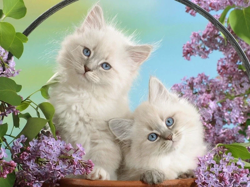 Ảnh meme mèo cute khiến mọi người bật cười!