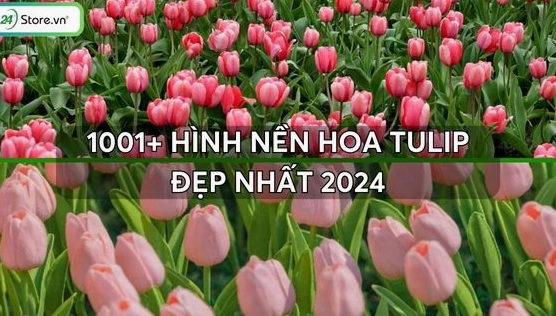 Chiêm ngưỡng vẻ đẹp "chill" với tuyển tập hình nền hoa tulip đẹp nhất 2026