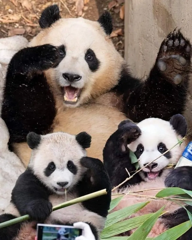 Đôi mắt to tròn của gấu trúc trong meme thật sự gây ấn tượng mạnh.