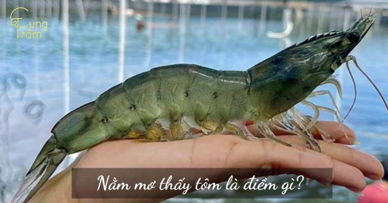 Giải mã giấc mơ bắt được nhiều tôm điềm lành hay dữ, đánh con gì?