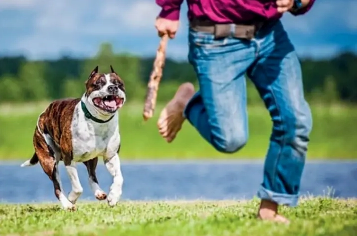 Giải Mã Giấc Mơ Thấy Chó Rượt: Điềm Lành Hay Dữ, Đánh Số Mấy?