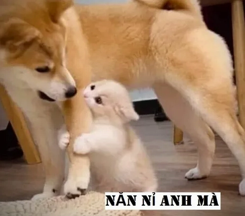 Khám phá kho Meme Năn Nỉ hài hước và những tình huống "cầu xin" bá đạo nhất
