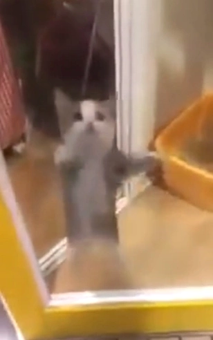 Khám phá thế giới của Happy Cat Meme: Nguồn gốc, ý nghĩa và các biến thể