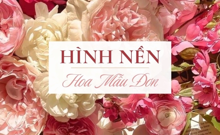 Khám phá Vẻ đẹp Diệu kỳ: Tổng hợp Hình nền Hoa Mẫu đơn Đẹp nhất