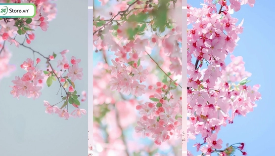 Khám phá vẻ đẹp tinh tế của hình nền hoa anh đào 4k anime
