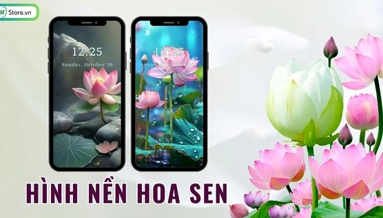 Khám phá vẻ đẹp tinh tế của hình nền hoa sen đẹp 2026