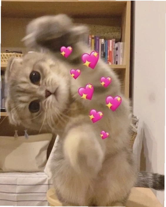 Meme mèo đeo kính cận với ánh mắt lanh lợi