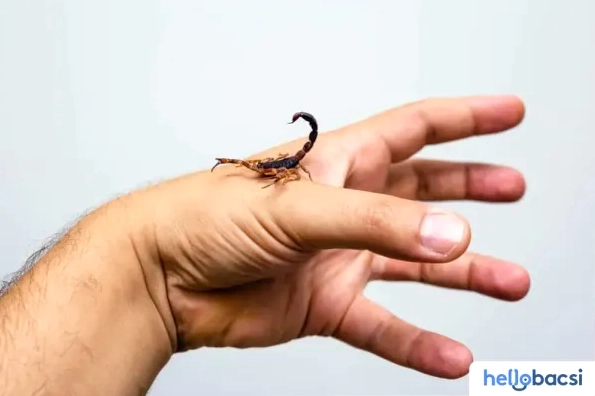 Mẹo Dân Gian Xử Lý Khi Bị Bọ Cạp Cắn An Toàn và Hiệu Quả
