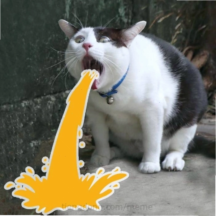 Mèo meme đang ngủ say sưa