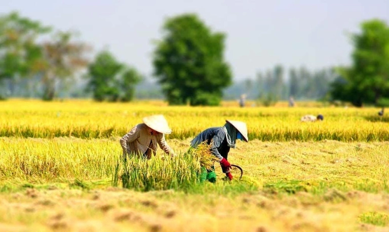 Nằm mơ thấy mình đi gặt lúa: Giải mã ý nghĩa và con số may mắn