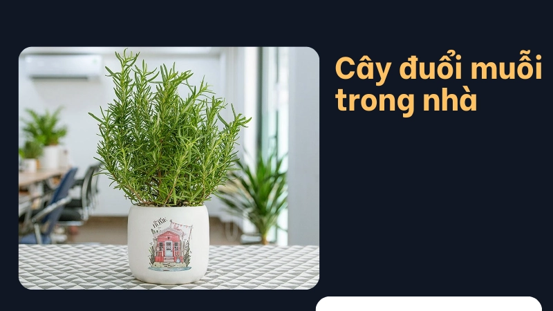 Những loại cây trồng trong nhà giúp muỗi một đi không trở lại