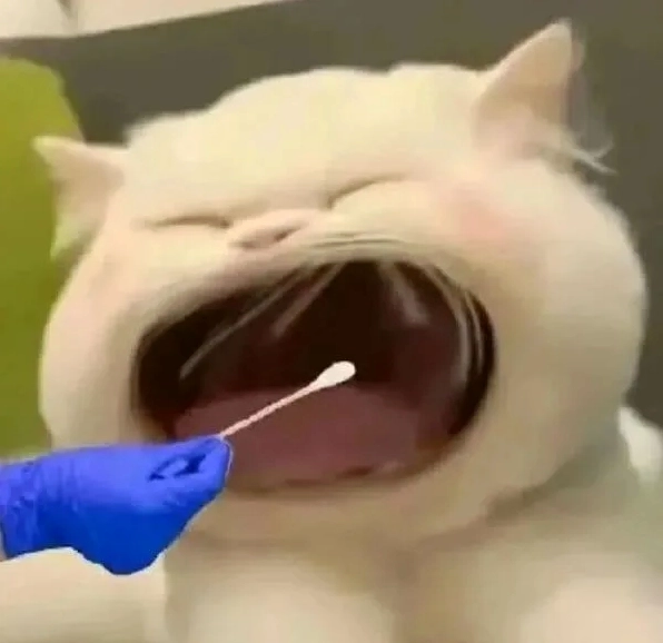 Tổng hợp 60+ Meme Há Miệng Hài Hước: Biểu Cảm Sốc, Ngạc Nhiên Cực Đỉnh 2026